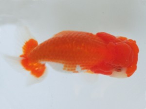 蘭優童心会　親魚の部　取締二　斎藤弘栄