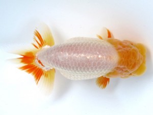 足柄らんちう会　二歳会　一位　安田英一