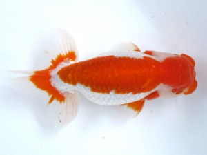 足柄らんちう会　二歳会　二位　櫻井　彰