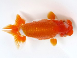 足柄らんちう会　二歳会　三位　栃谷義寛