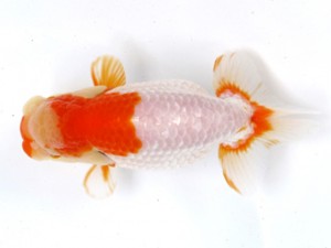 足柄らんちう会　二歳会　四位　中戸川忠