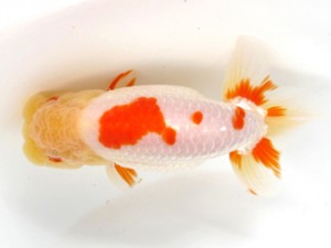 足柄らんちう会　二歳会　五位　鳴海　満