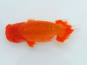 観栄らんちう会　東大関　御手洗恵子