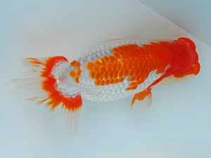 観栄らんちう会　西大関　松田　勝