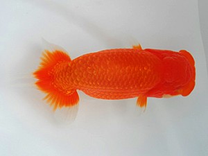 観栄らんちう会　立行司　和井内貴久