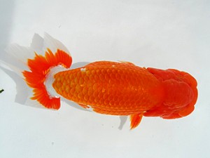 観栄らんちう会　取締二　飯島紳一