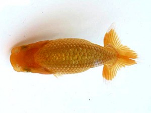 喜楽らんちう会　第一回研究会　第1位　嶋田敏明