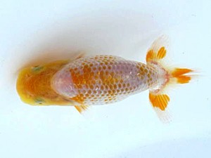 喜楽らんちう会　第一回研究会　第2位　嶋田敏明