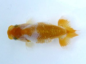 喜楽らんちう会　第一回研究会　第3位　室岡賢治