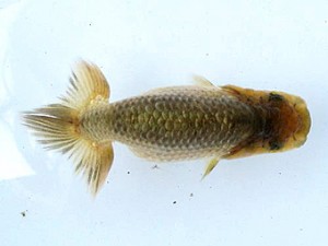 喜楽らんちう会　第一回研究会　第4位　池辺 勇