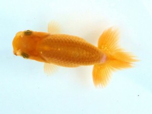 両毛愛魚会　一位　木村　等