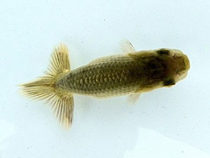 両毛愛魚会　三位　中村正志