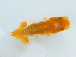 両毛愛魚会　四位　一戸勇三