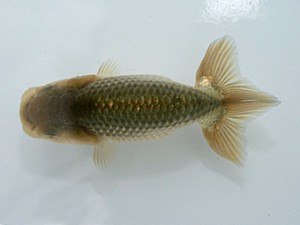 天狗會　特選二　中村健一