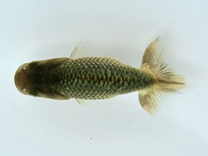 天狗會　特選四　長岡啓行