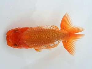 天狗會　特選五　荘司三郎