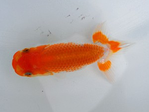 横浜観魚会　第一回研究会　第3位　安田正伯