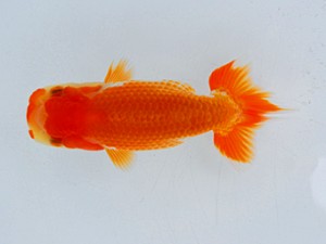 横浜観魚会　第一回研究会　第4位　藤川直子