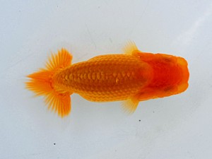 横浜観魚会　第一回研究会　第5位　栃谷義寛