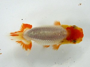 浜松愛魚会 東大関　山下滋可