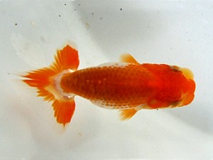 浜松愛魚会 西大関　二橋祐介