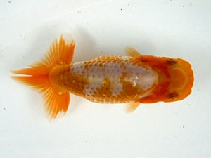 浜松愛魚会 立行司　服部行宏