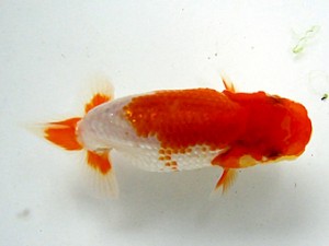 浜松愛魚会 取締二　鈴木克巳