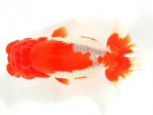 錦友会 西大関　小泉雅之