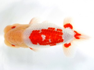 錦友会 立行司　平野睦二