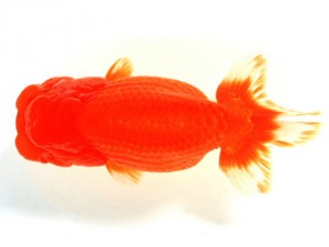 錦友会 取締一　山下聖吾