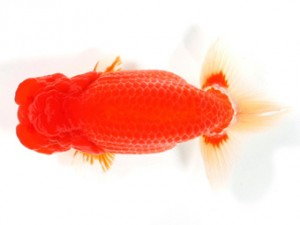 錦友会 取締二　根木清次