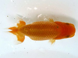 愛魚会　第1位　矢作雄一