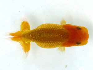 愛魚会　第2位　吉川宗夫