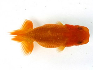 愛魚会　第3位　鳴海 満