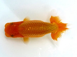 愛魚会　第4位　目黒康弘