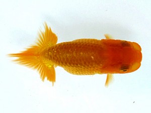 愛魚会　第5位　芦田欽也