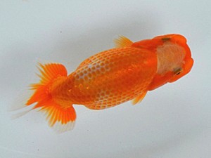 足柄らんちう会　二位　田代儀行