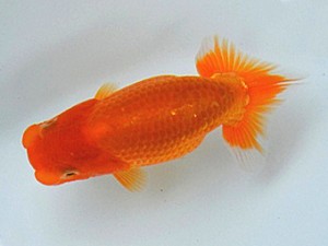 足柄らんちう会　三位　田代儀行