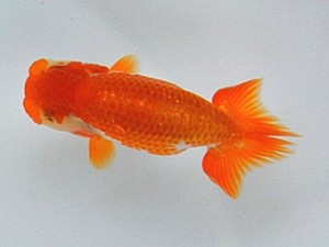 足柄らんちう会　四位　佐藤徳正