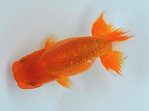 足柄らんちう会　五位　佐藤徳正