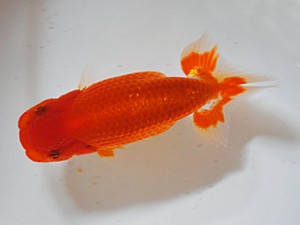 房総らんちう会　一席　藤川直子