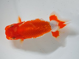 房総らんちう会　二席　野島隆一