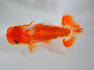 房総らんちう会　三席　藤川賢二