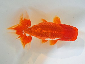 房総らんちう会　五席　鈴木靖夫