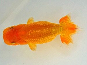 紫錦会　東大関　酒井修三