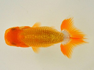 紫錦会　取締二　村上暢彦