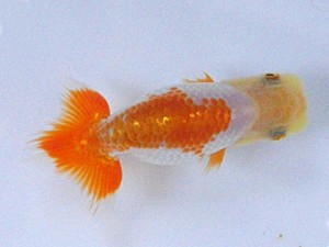 広島錦鱗会　研究会　立行司　沖村忠和