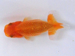 広島錦鱗会　研究会　取締一　中津武彦