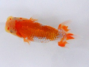 広島錦鱗会　研究会　取締二　清水正雄