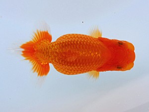 観栄らんちう会 第10位　芦川博康